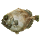 grauerhantan.gif