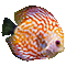 juwelenfisch.gif